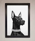 Black Doberman Framed Poster