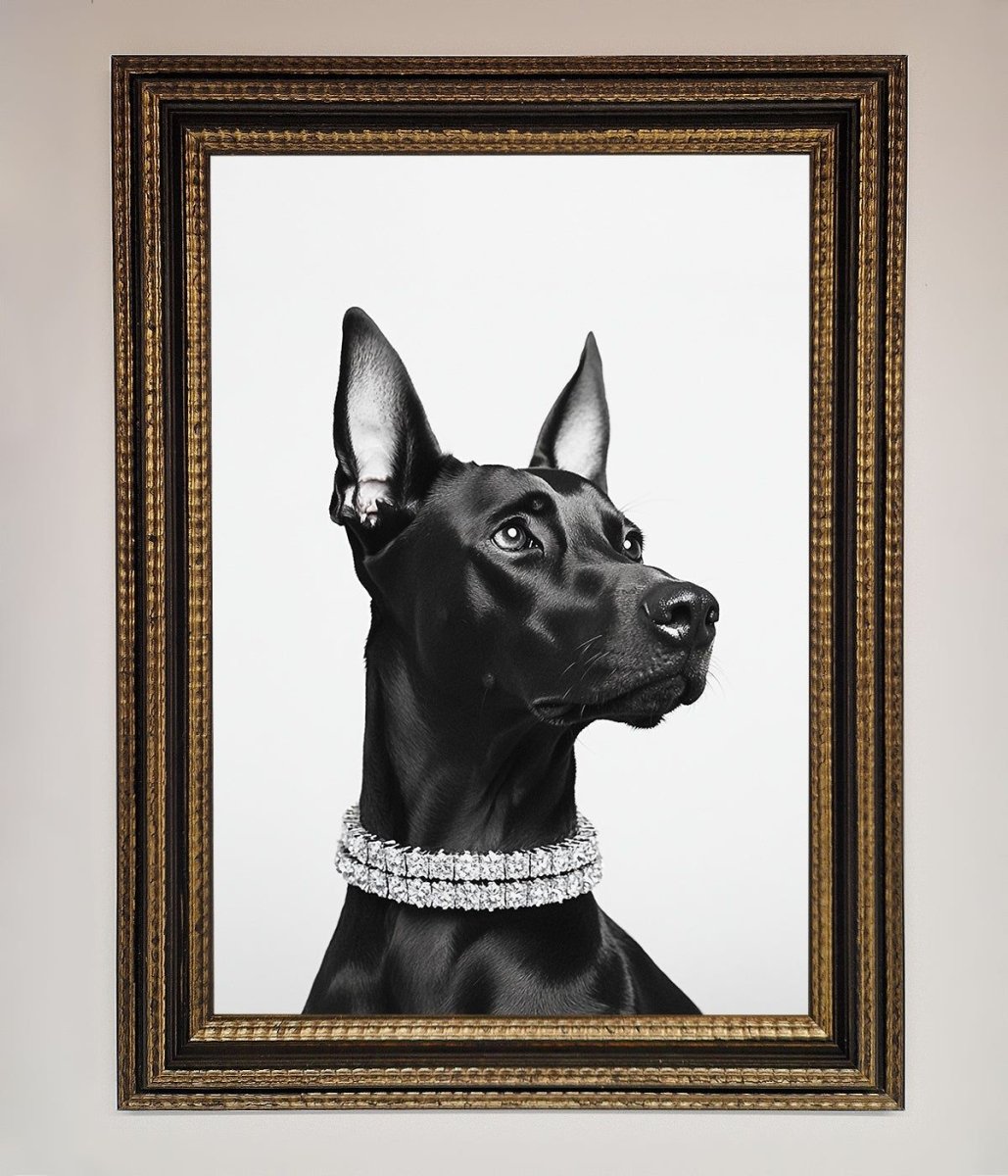 Black Doberman Framed Poster