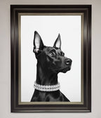 Black Doberman Framed Poster