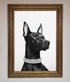 Black Doberman Framed Poster