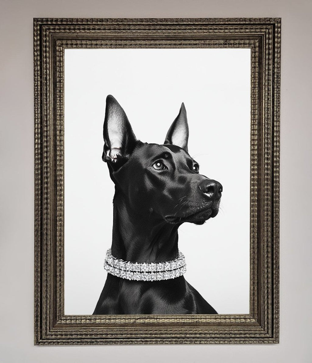 Black Doberman Framed Poster