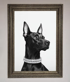 Black Doberman Framed Poster